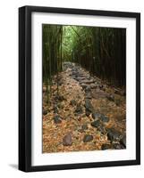 Bamboo Forest on the Waimoku Falls Trail, South of Hana, Maui, Hawaii, USA-Charles Sleicher-Framed Photographic Print