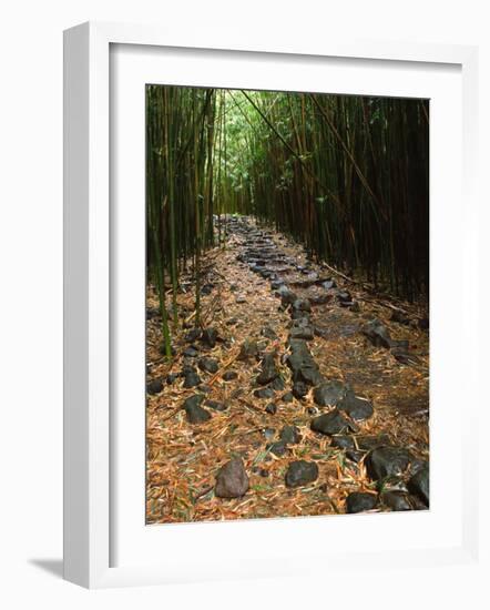 Bamboo Forest on the Waimoku Falls Trail, South of Hana, Maui, Hawaii, USA-Charles Sleicher-Framed Photographic Print