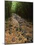 Bamboo Forest on the Waimoku Falls Trail, South of Hana, Maui, Hawaii, USA-Charles Sleicher-Mounted Photographic Print