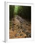 Bamboo Forest on the Waimoku Falls Trail, South of Hana, Maui, Hawaii, USA-Charles Sleicher-Framed Photographic Print