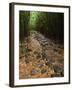 Bamboo Forest on the Waimoku Falls Trail, South of Hana, Maui, Hawaii, USA-Charles Sleicher-Framed Photographic Print