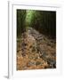 Bamboo Forest on the Waimoku Falls Trail, South of Hana, Maui, Hawaii, USA-Charles Sleicher-Framed Photographic Print