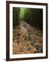 Bamboo Forest on the Waimoku Falls Trail, South of Hana, Maui, Hawaii, USA-Charles Sleicher-Framed Photographic Print