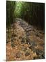 Bamboo Forest on the Waimoku Falls Trail, South of Hana, Maui, Hawaii, USA-Charles Sleicher-Mounted Photographic Print