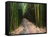 Bamboo Forest on the Waimoku Falls Trail, South of Hana, Maui, Hawaii, USA-Charles Sleicher-Framed Stretched Canvas