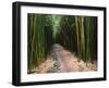 Bamboo Forest on the Waimoku Falls Trail, South of Hana, Maui, Hawaii, USA-Charles Sleicher-Framed Premium Photographic Print