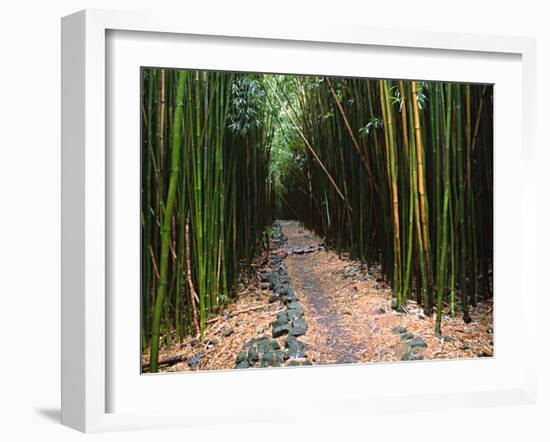 Bamboo Forest on the Waimoku Falls Trail, South of Hana, Maui, Hawaii, USA-Charles Sleicher-Framed Premium Photographic Print
