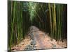 Bamboo Forest on the Waimoku Falls Trail, South of Hana, Maui, Hawaii, USA-Charles Sleicher-Mounted Premium Photographic Print