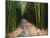 Bamboo Forest on the Waimoku Falls Trail, South of Hana, Maui, Hawaii, USA-Charles Sleicher-Mounted Photographic Print