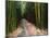 Bamboo Forest on the Waimoku Falls Trail, South of Hana, Maui, Hawaii, USA-Charles Sleicher-Mounted Photographic Print