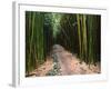 Bamboo Forest on the Waimoku Falls Trail, South of Hana, Maui, Hawaii, USA-Charles Sleicher-Framed Photographic Print