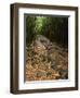 Bamboo Forest on the Waimoku Falls Trail, South of Hana, Maui, Hawaii, USA-Charles Sleicher-Framed Photographic Print