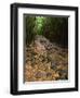 Bamboo Forest on the Waimoku Falls Trail, South of Hana, Maui, Hawaii, USA-Charles Sleicher-Framed Photographic Print