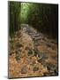 Bamboo Forest on the Waimoku Falls Trail, South of Hana, Maui, Hawaii, USA-Charles Sleicher-Mounted Photographic Print