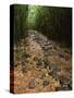 Bamboo Forest on the Waimoku Falls Trail, South of Hana, Maui, Hawaii, USA-Charles Sleicher-Stretched Canvas