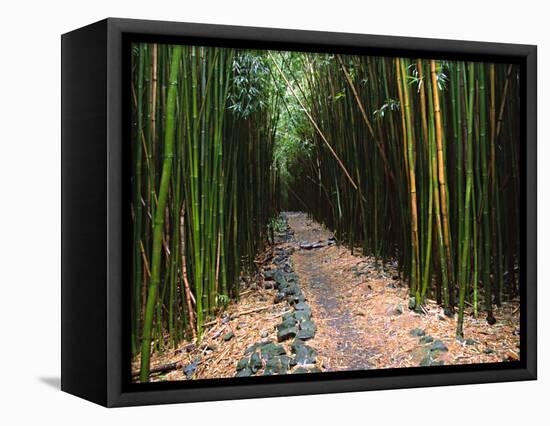 Bamboo Forest on the Waimoku Falls Trail, South of Hana, Maui, Hawaii, USA-Charles Sleicher-Framed Stretched Canvas