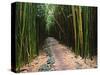 Bamboo Forest on the Waimoku Falls Trail, South of Hana, Maui, Hawaii, USA-Charles Sleicher-Stretched Canvas