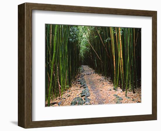 Bamboo Forest on the Waimoku Falls Trail, South of Hana, Maui, Hawaii, USA-Charles Sleicher-Framed Photographic Print