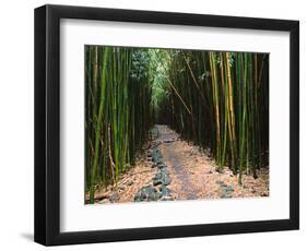 Bamboo Forest on the Waimoku Falls Trail, South of Hana, Maui, Hawaii, USA-Charles Sleicher-Framed Photographic Print