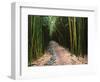 Bamboo Forest on the Waimoku Falls Trail, South of Hana, Maui, Hawaii, USA-Charles Sleicher-Framed Photographic Print