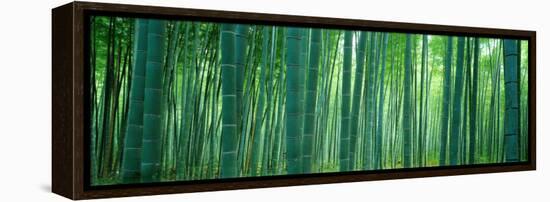 Bamboo Forest, Sagano, Kyoto, Japan-null-Framed Stretched Canvas