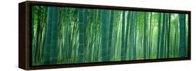 Bamboo Forest, Sagano, Kyoto, Japan-null-Framed Stretched Canvas