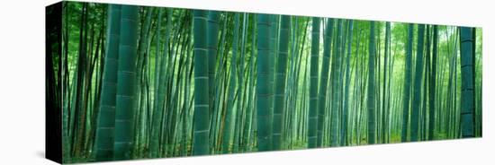 Bamboo Forest, Sagano, Kyoto, Japan-null-Stretched Canvas