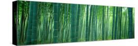 Bamboo Forest, Sagano, Kyoto, Japan-null-Stretched Canvas