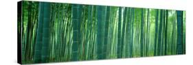 Bamboo Forest, Sagano, Kyoto, Japan-null-Stretched Canvas