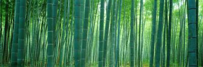 https://imgc.allpostersimages.com/img/posters/bamboo-forest-sagano-kyoto-japan_u-L-OI0KM0.jpg?artPerspective=n
