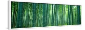 Bamboo Forest, Sagano, Kyoto, Japan-null-Framed Photographic Print