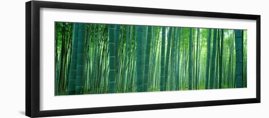 Bamboo Forest, Sagano, Kyoto, Japan-null-Framed Photographic Print