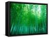 Bamboo Forest, Sagano, Kyoto, Japan-null-Framed Stretched Canvas