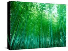 Bamboo Forest, Sagano, Kyoto, Japan-null-Stretched Canvas