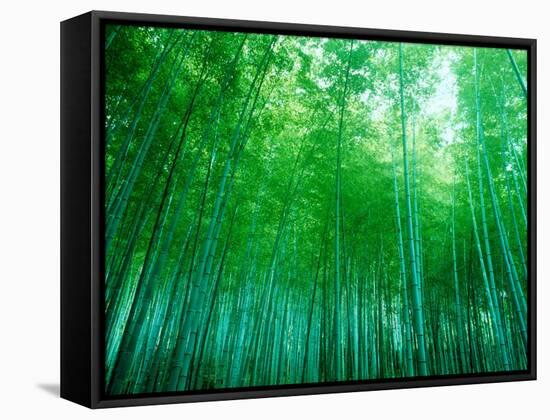 Bamboo Forest, Sagano, Kyoto, Japan-null-Framed Stretched Canvas