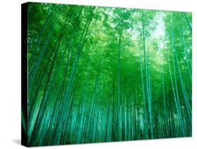 Bamboo Forest, Sagano, Kyoto, Japan-null-Stretched Canvas