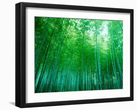 Bamboo Forest, Sagano, Kyoto, Japan-null-Framed Premium Photographic Print