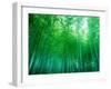 Bamboo Forest, Sagano, Kyoto, Japan-null-Framed Premium Photographic Print