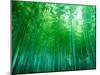 Bamboo Forest, Sagano, Kyoto, Japan-null-Mounted Premium Photographic Print