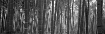 https://imgc.allpostersimages.com/img/posters/bamboo-forest-sagano-kyoto-japan_u-L-PXMXSQ0.jpg?artPerspective=n