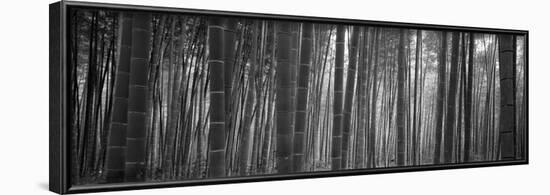 Bamboo Forest, Sagano, Kyoto, Japan-null-Framed Photographic Print