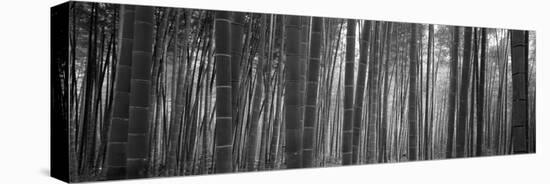 Bamboo Forest, Sagano, Kyoto, Japan-null-Stretched Canvas