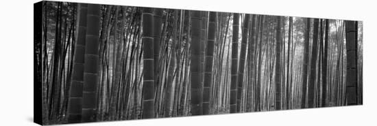 Bamboo Forest, Sagano, Kyoto, Japan-null-Stretched Canvas