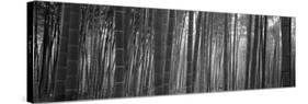 Bamboo Forest, Sagano, Kyoto, Japan-null-Stretched Canvas