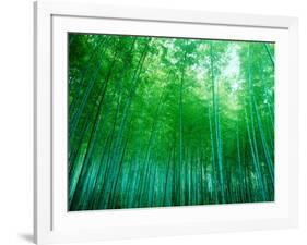 Bamboo Forest, Sagano, Kyoto, Japan-null-Framed Photographic Print