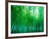 Bamboo Forest, Sagano, Kyoto, Japan-null-Framed Photographic Print