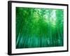 Bamboo Forest, Sagano, Kyoto, Japan-null-Framed Photographic Print