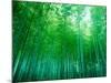 Bamboo Forest, Sagano, Kyoto, Japan-null-Mounted Photographic Print