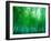 Bamboo Forest, Sagano, Kyoto, Japan-null-Framed Photographic Print