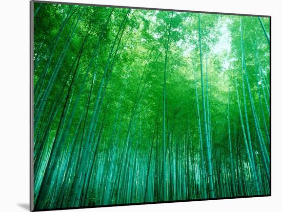 Bamboo Forest, Sagano, Kyoto, Japan-null-Mounted Photographic Print